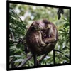MuchoWow® MuchoWow® Gerahmtes Poster Affen - Zweig - Produktbild-Vorschau 1