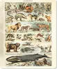 MuchoWow® Mauspad Mousepad Tiere - Vintage - Adolphe Millot Produktbild-Vorschau 1