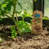 Tomaten-Kartoffelpflanze PotaTom Tomate und Kartoffel in Produktbild-Vorschau 3