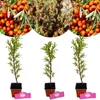 Set di 3 arbusti di olivello spinoso (Hippophae rhamnoides) Anteprima dell’immagine prodotto 1