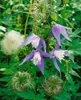 Clematis alpina, Alpen-Waldrebe, blau, 40–60 cm Produktbild-Vorschau 10