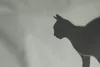 A close-up of a black cat silhouette on a light gray textured background. Produktbild-Vorschau