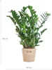 Zamioculcas Zamiifolia 80cm - Glücksfeder Zimmerpflanze Produktbild-Vorschau 2