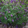 2 x  motýlí keř  - Buddleja davidii 'Purple Emperor'  | Náhled obrázku produktu 2