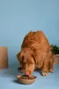 Canina Welpenmilch | 150g Produktbild-Vorschau 5