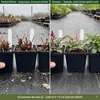 Stauden Gänge 3 x Astilbe Kollektion im 0,5 Liter Topf - Produktbild-Vorschau 6