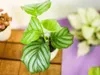 Gardners Calathea Orbifolia, průměr 11-12 cm Náhled obrázku produktu 2