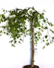 Plačúca breza Betula pendula youngii Plačúca breza výška Náhľad obrázku produktu 4