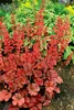Stauden Gänge 3 x Heuchera Hybride 'Cherry Cola' im 1 Liter Produktbild-Vorschau 2