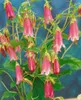 Campanula punctata 'Elizabeth', Glockenblume, rosa, ca. Produktbild-Vorschau 1