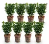GreenboutiQ - Heckenpflanzen - Euonymus japonica Green Produktbild-Vorschau 2