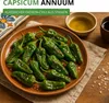 Chili Padron Samen - Capsicum annuum - Chilisamen - milde Produktbild-Vorschau 3