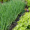 Coltivatore da giardino, coltivatore a mano, rastrello da Anteprima dell’immagine prodotto 7