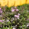 6 x cuscini di saponaria - Saponaria ocymoides | vaso 9cm x Anteprima dell’immagine prodotto 2