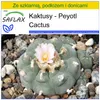 SAFLAX - Zestaw do uprawy - Peyotl Cactus - 20 Nasiona - Z Podgląd zdjęcia produktu 10