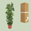 Philodendron Scandens - 110-120cm - Ø24cm - Pianta Anteprima dell’immagine prodotto 3
