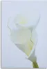 Leinwandbild weiße calla 40x60 cm Feeby beige wandbild Produktbild-Vorschau 3