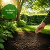 RSM-Rasensamen 2.3 mit Poa Supina 1kg für 40m², Produktbild-Vorschau 2