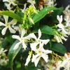 Jasmin étoilé - Set de 2 - Trachelospermum jasminoides - Voir les images du produit 3