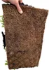 GreenboutiQ - Bodendecker - Winterhart - Sedummatte - Produktbild-Vorschau 4