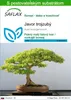 SAFLAX - Javor trojzubý - Acer buergerianum - 30 Semená - S Náhľad obrázku produktu 1