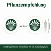 Stauden Gänge 5 x Cortaderia selloana 'White' im 1 Liter Produktbild-Vorschau 9