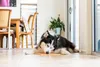 LickiMat Buddy likmat voor honden, kleur: roze, afmetingen: Productafbeelding-voorbeeld 15