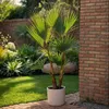 Waszyngtonia palma meksykańska - 2 szt - Washingtonia - Podgląd zdjęcia produktu 5