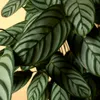 Bloomique - Calathea Compactstar - Korbmarante - Produktbild-Vorschau 4