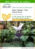SAFLAX  - Géant népalais - Fleur chauve-souris - 10 graines Voir les images du produit 1