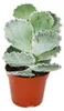 Cotyledon undulata - Silberkrone - Muschel-Sukkulente - im Produktbild-Vorschau 3