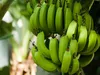 Ponthier BANANEN PÜREE Frucht-Püree 1KG Produktbild-Vorschau 5