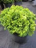 Chamaecyparis pisifera 'Nana' - Zwerg-Sawara Scheinzypresse Produktbild-Vorschau 1