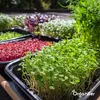 Balenie mikrozeleniny (Babyleaf & Microleaf) – 12 druhov Náhľad obrázku produktu 7