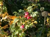 Rosa rugosa, Apfelrose, pink, 30–40 cm Produktbild-Vorschau 2