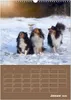 SHELTIES Herzensbrecher auf 4 Pfoten (Wandkalender 2026 DIN Produktbild-Vorschau 4