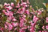 Weigela květina 'Nana Purpurea' - Weigela 50- 60 cm - Náhled obrázku produktu 1