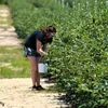 A person picking blueberries from a bush in a field. Anteprima dell’immagine prodotto