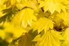 Acer shirasawanum 'Aureum', Japanischer Ahorn, goldgelb, Produktbild-Vorschau 6