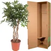 Strahlenaralie - Schefflera Arboricola Compacta - Produktbild-Vorschau 3