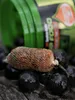 Carpa Food Boosted Hookers 18mm/300g Humr & Rak Anteprima dell’immagine prodotto 8