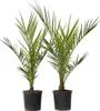 Two potted palm plants are shown against a white background. Podgląd zdjęcia produktu
