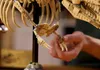LEGO Jurassic World 76968 Dinosaurierfossilien: Produktbild-Vorschau 22