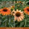 Stauden Gänge 1 x Echinacea purpurea 'Lakota Orange' - Produktbild-Vorschau 7