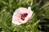 Papaver orientale 'Royal Wedding', Türkischer Mohn, weiß, Produktbild-Vorschau 1