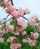 Prunus serrulata 'Kiku-shidare-zakura', Hängende Kirsche, Produktbild-Vorschau 8