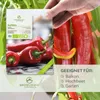 Paprika Samen (Long Red Marconi, 10 Korn) - Rote Paprika Produktbild-Vorschau 2