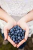 Erde für Heidelbeeren und Preiselbeeren 50l - Biovita sauer Produktbild-Vorschau 6