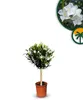 Sunny Tree - Pflanze - Oleander auf Stamm  - Nerium Produktbild-Vorschau 2