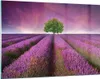 Bilder auf glas - Wiese lavenda Sommer Landschaft - Produktbild-Vorschau 1